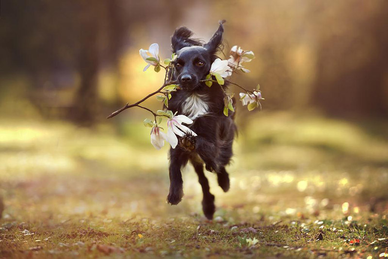 Soulful Portraits Of Dogs In Austrian Wilderness