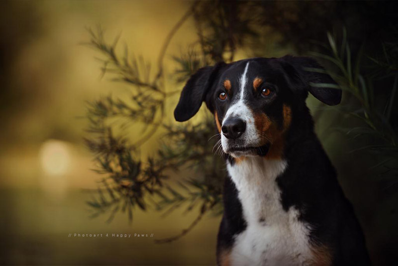 Soulful Portraits Of Dogs In Austrian Wilderness