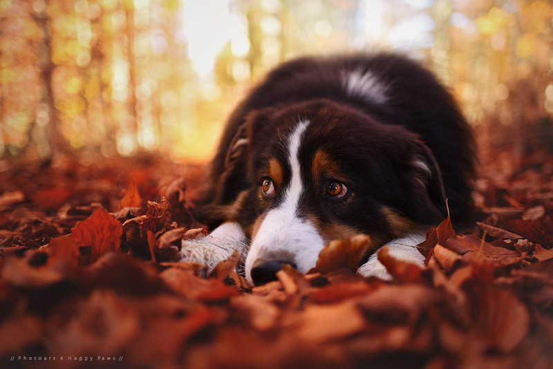 Soulful Portraits Of Dogs In Austrian Wilderness