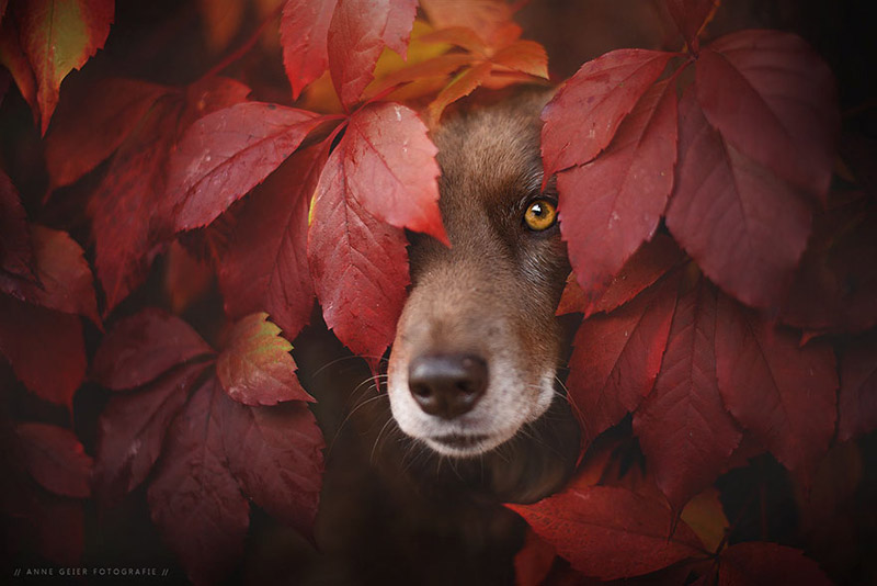 Soulful Portraits Of Dogs In Austrian Wilderness