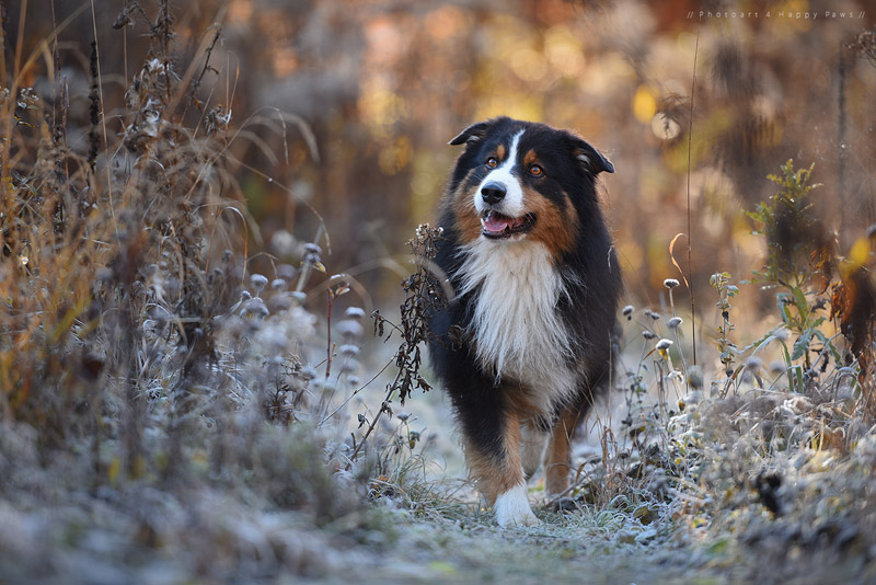 Soulful Portraits Of Dogs In Austrian Wilderness