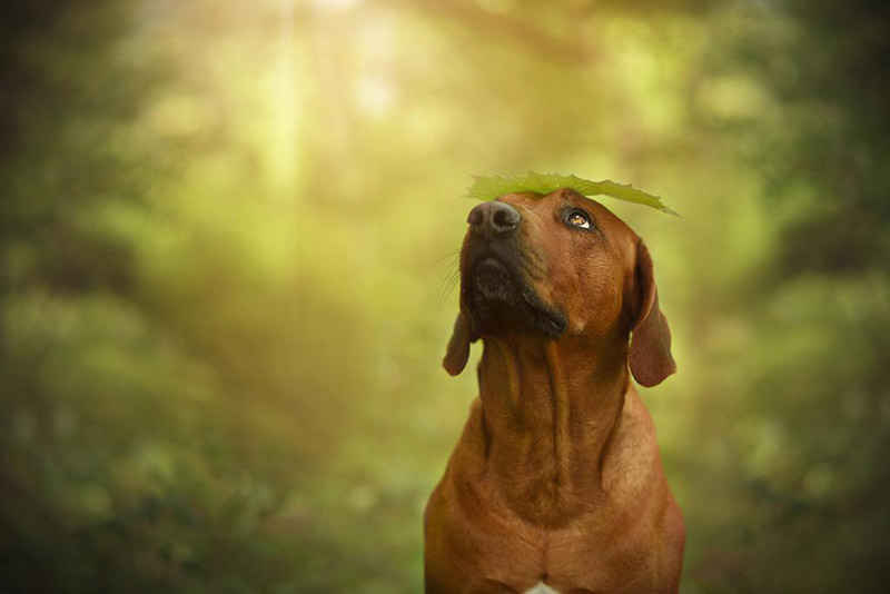 Soulful Portraits Of Dogs In Austrian Wilderness