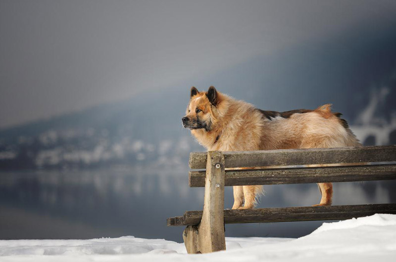 Soulful Portraits Of Dogs In Austrian Wilderness