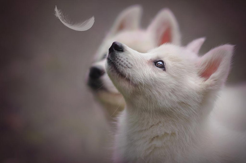 Soulful Portraits Of Dogs In Austrian Wilderness