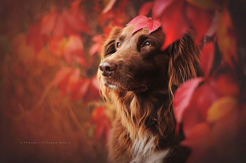 Soulful Portraits Of Dogs In Austrian Wilderness