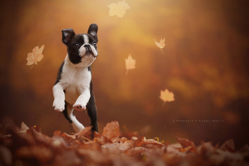 Soulful Portraits Of Dogs In Austrian Wilderness