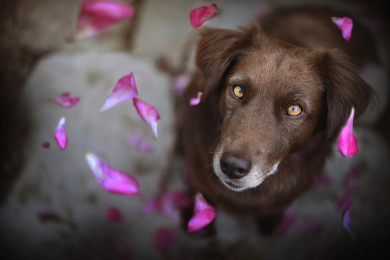 Soulful Portraits Of Dogs In Austrian Wilderness