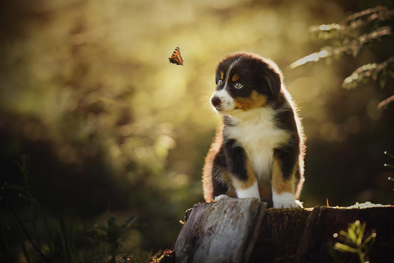 Soulful Portraits Of Dogs In Austrian Wilderness