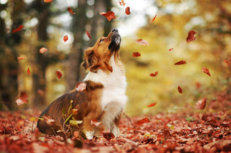 Soulful Portraits Of Dogs In Austrian Wilderness