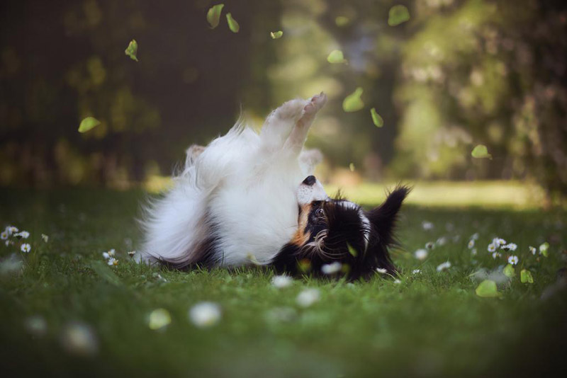 Soulful Portraits Of Dogs In Austrian Wilderness