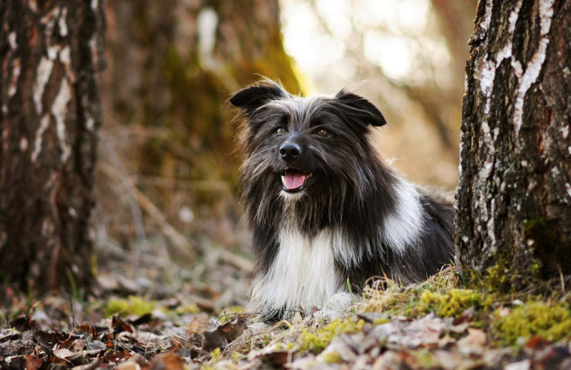 Soulful Portraits Of Dogs In Austrian Wilderness