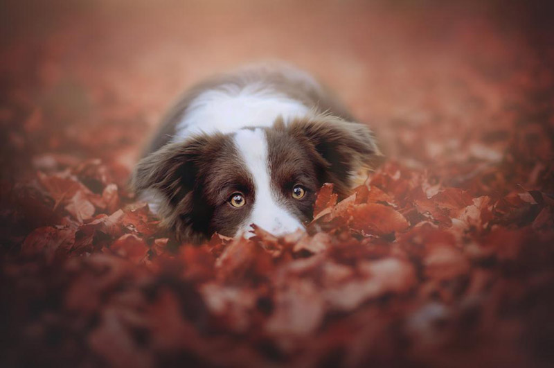 Soulful Portraits Of Dogs In Austrian Wilderness