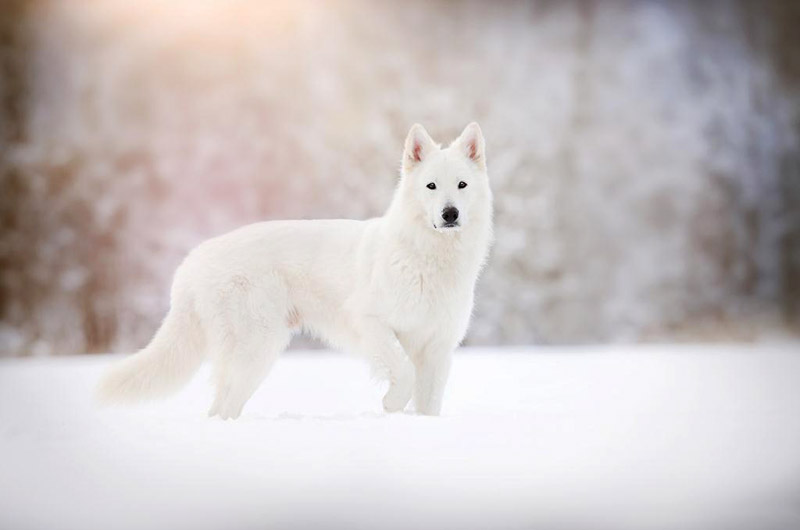 Soulful Portraits Of Dogs In Austrian Wilderness