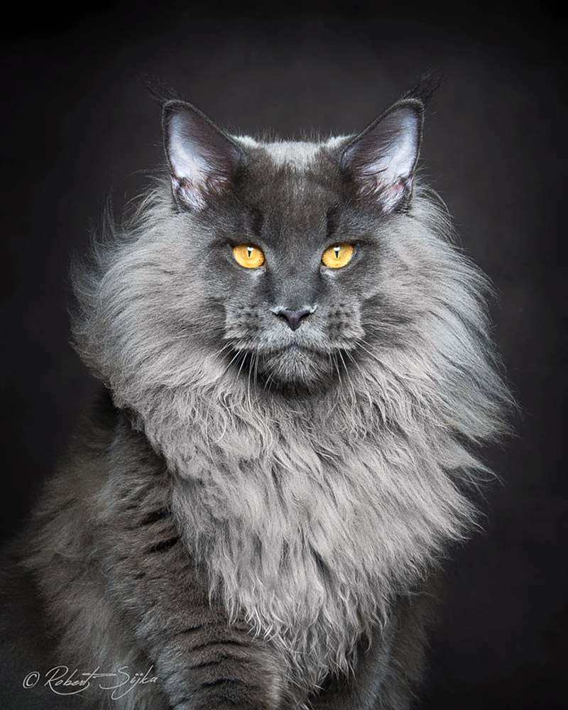 Strikingly Beautiful Portraits of Cats Kings - Maine Coons