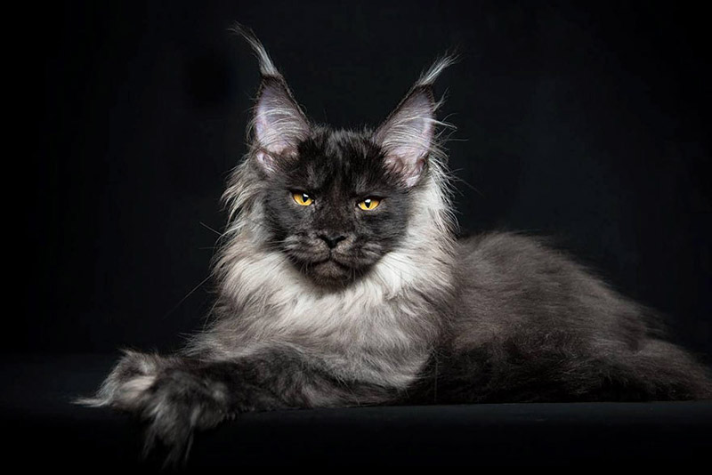 Strikingly Beautiful Portraits of Cats Kings - Maine Coons