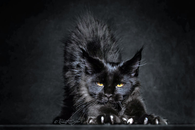 Strikingly Beautiful Portraits of Cats Kings - Maine Coons