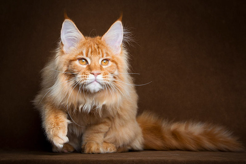 Strikingly Beautiful Portraits of Cats Kings - Maine Coons