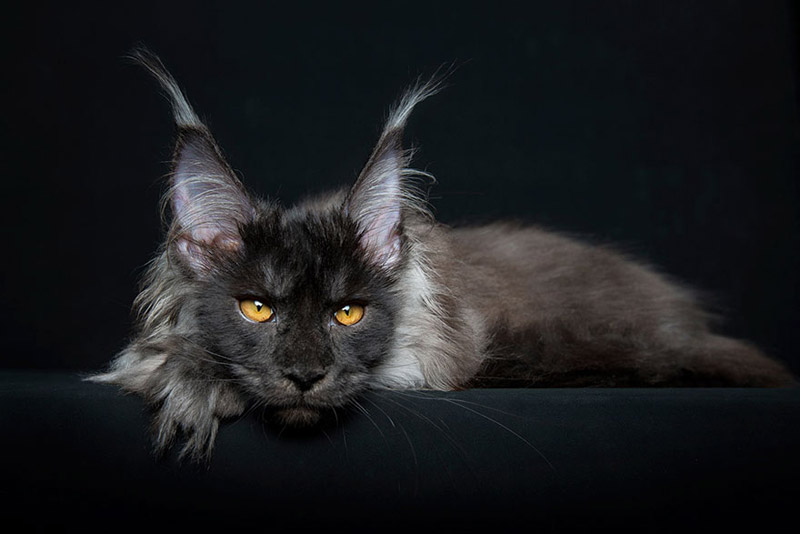 Strikingly Beautiful Portraits of Cats Kings - Maine Coons