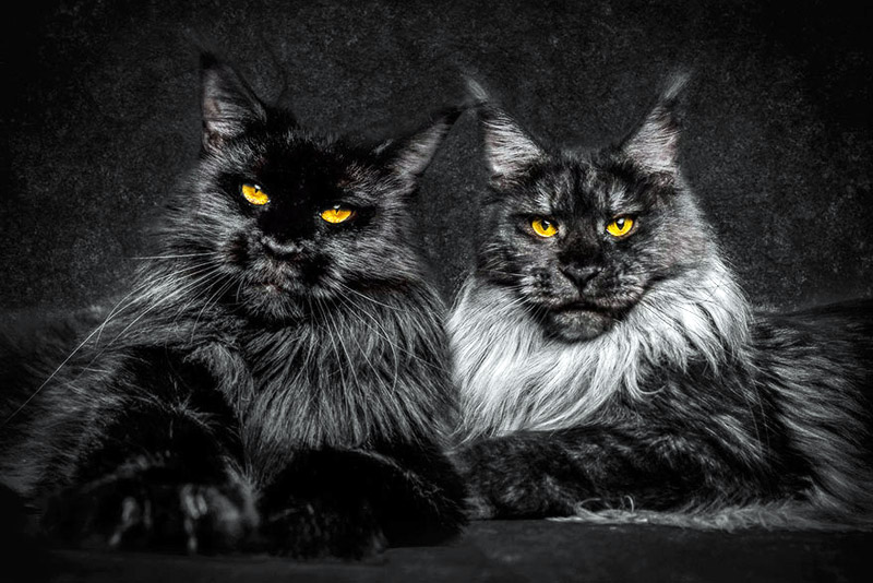 Strikingly Beautiful Portraits of Cats Kings - Maine Coons