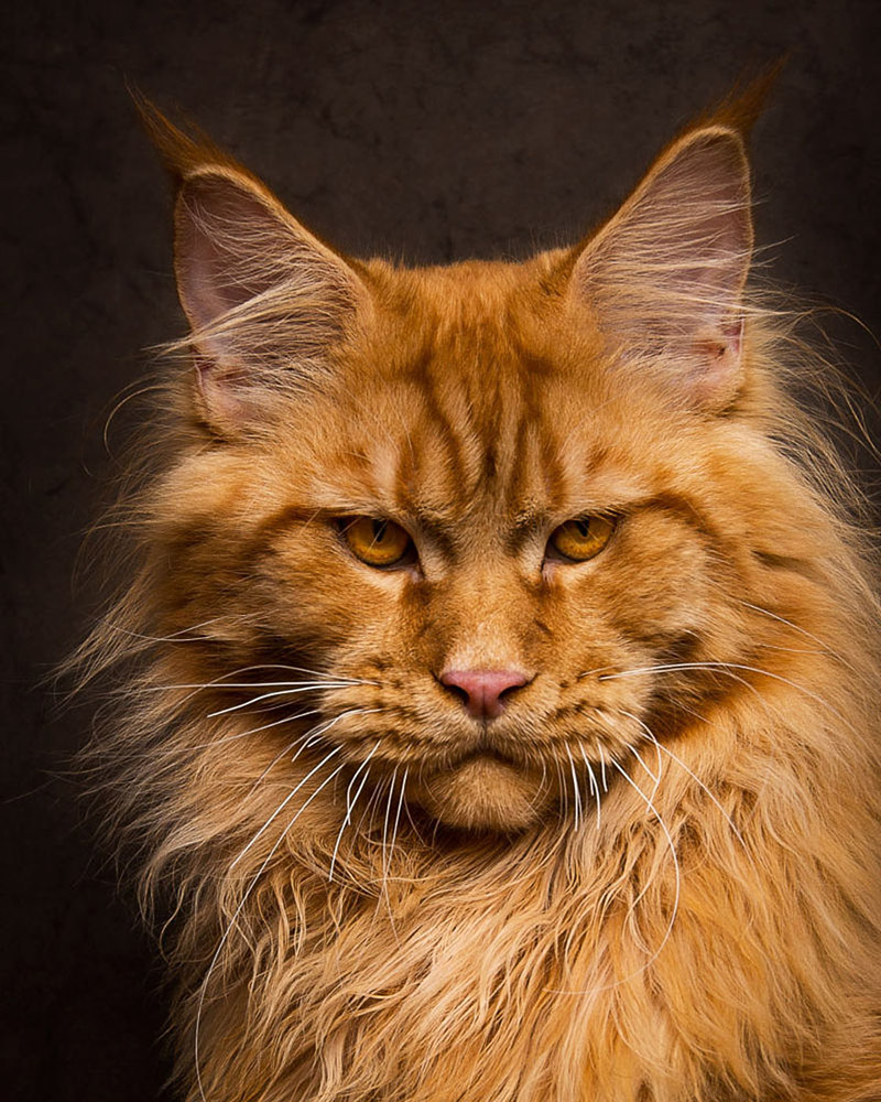 Strikingly Beautiful Portraits of Cats Kings - Maine Coons