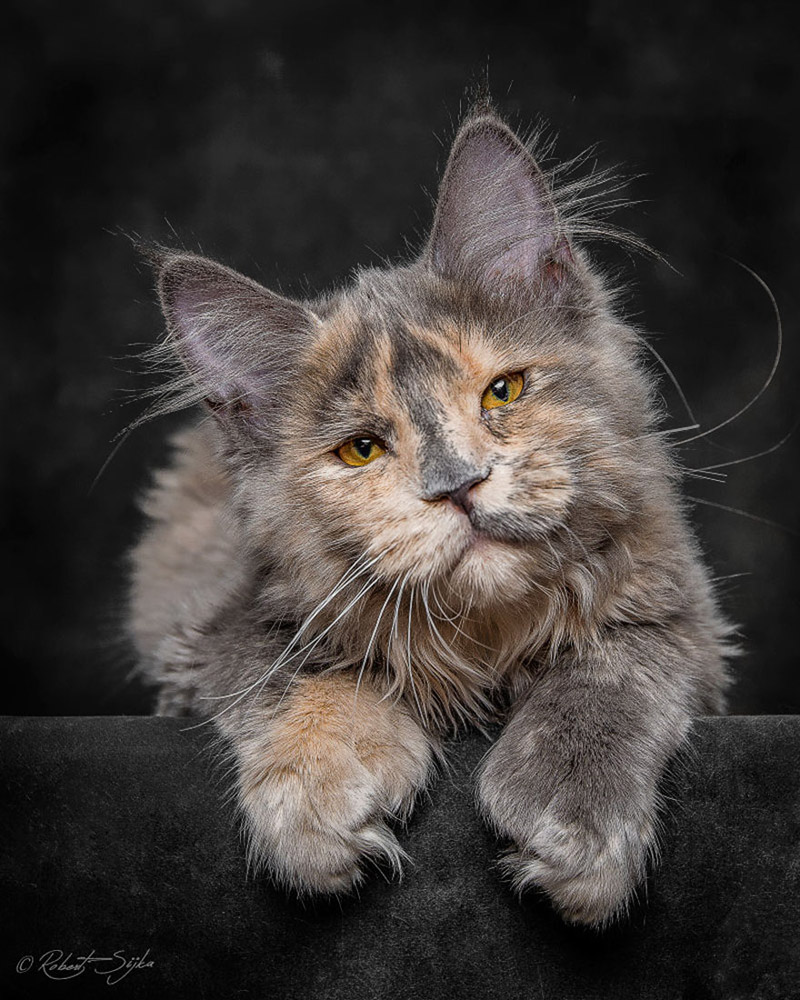 Strikingly Beautiful Portraits of Cats Kings - Maine Coons