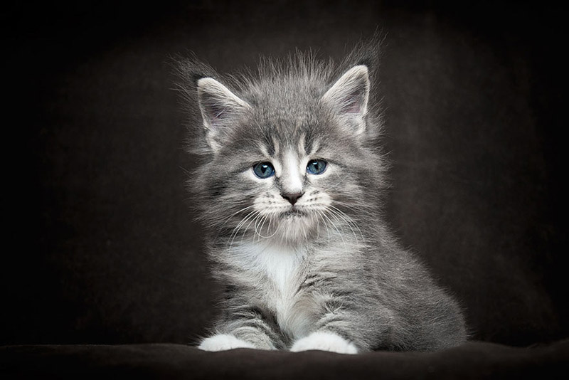 Strikingly Beautiful Portraits of Cats Kings - Maine Coons