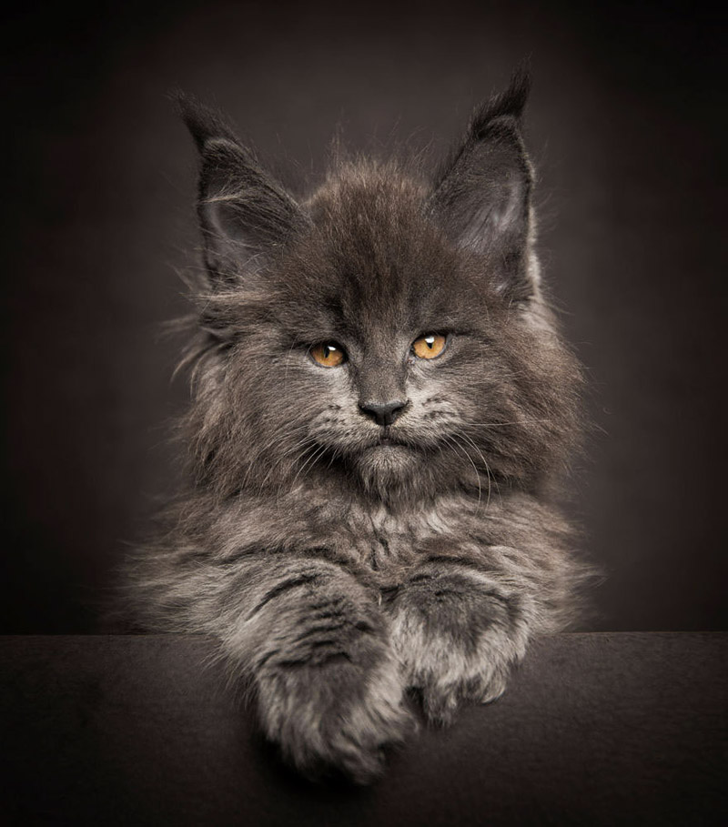 Strikingly Beautiful Portraits of Cats Kings - Maine Coons