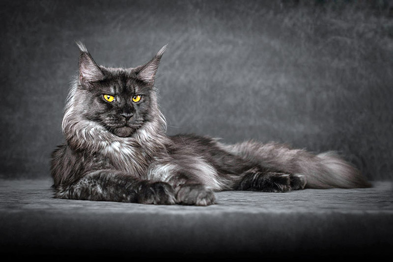 Strikingly Beautiful Portraits of Cats Kings - Maine Coons