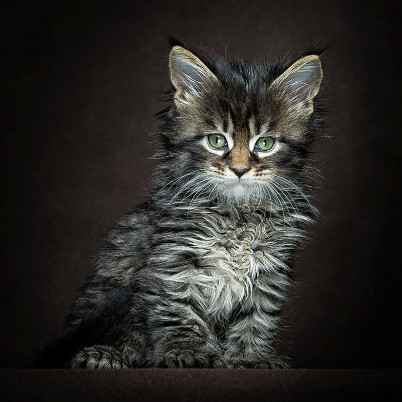 Strikingly Beautiful Portraits of Cats Kings - Maine Coons