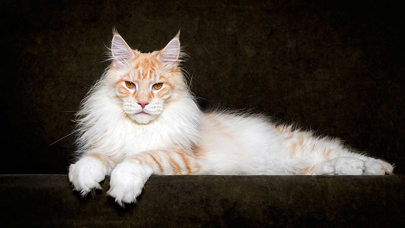 Strikingly Beautiful Portraits of Cats Kings - Maine Coons