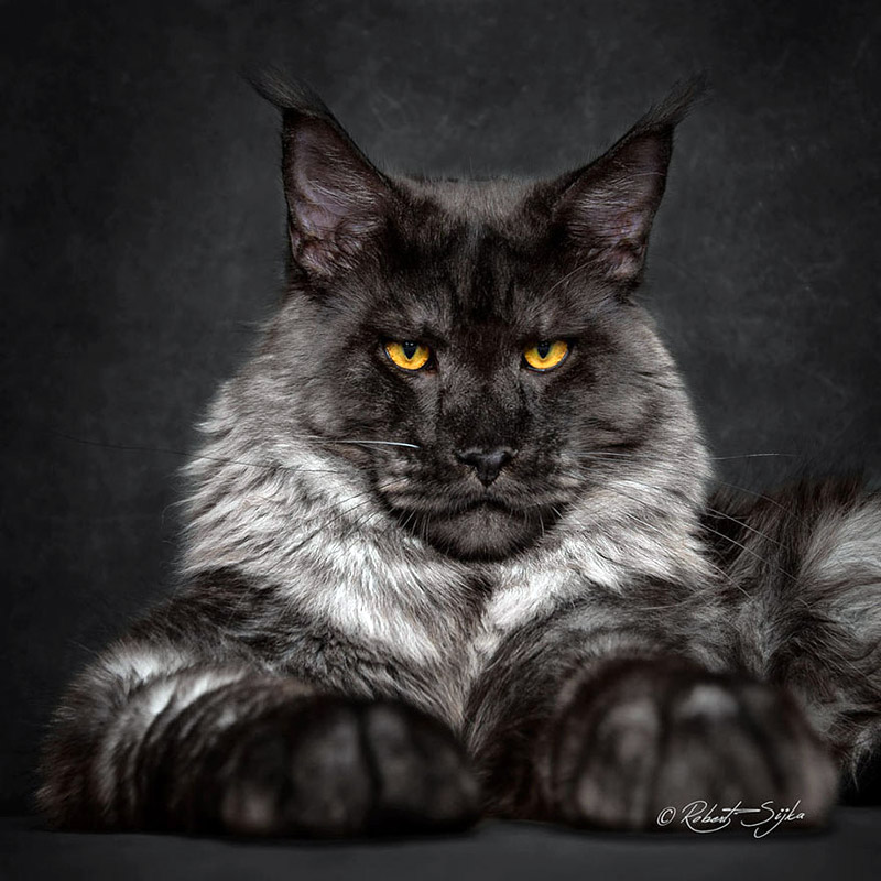 Strikingly Beautiful Portraits of Cats Kings - Maine Coons