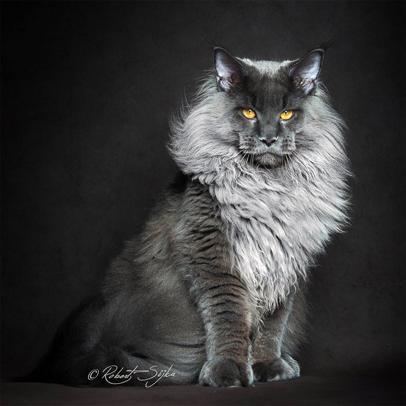 Strikingly Beautiful Portraits of Cats Kings - Maine Coons