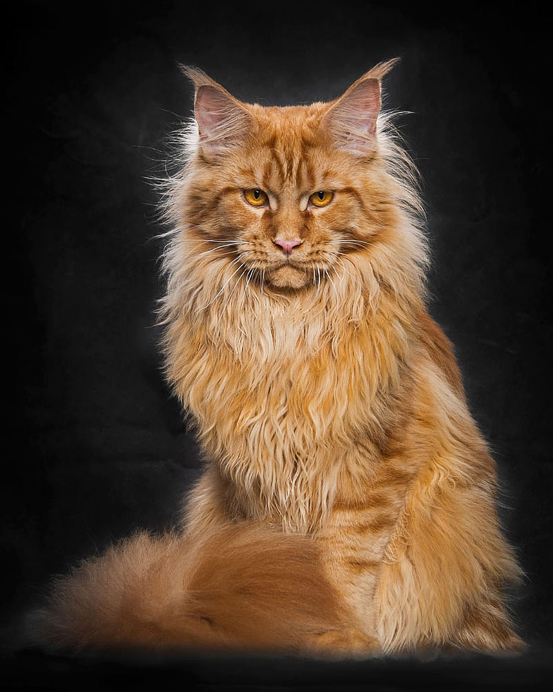 Strikingly Beautiful Portraits of Cats Kings - Maine Coons