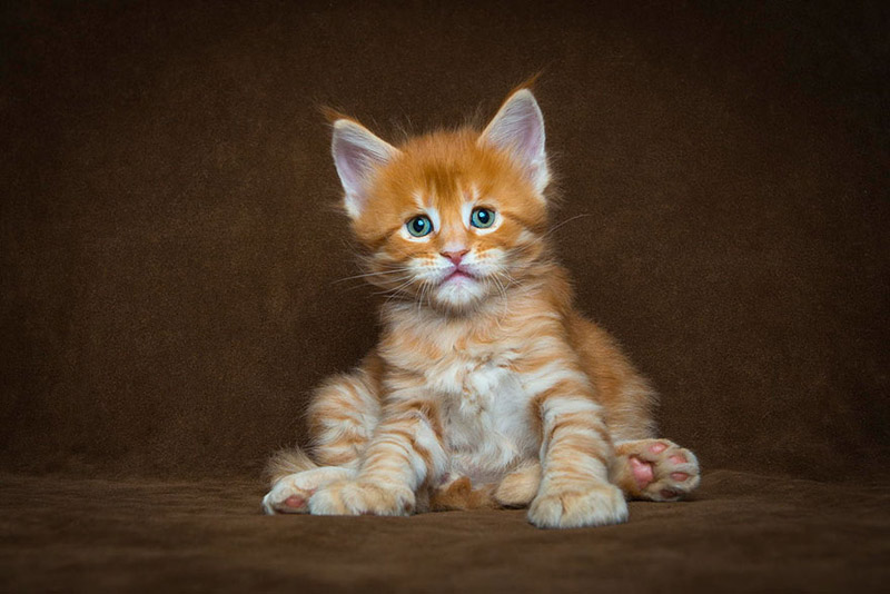 Strikingly Beautiful Portraits of Cats Kings - Maine Coons