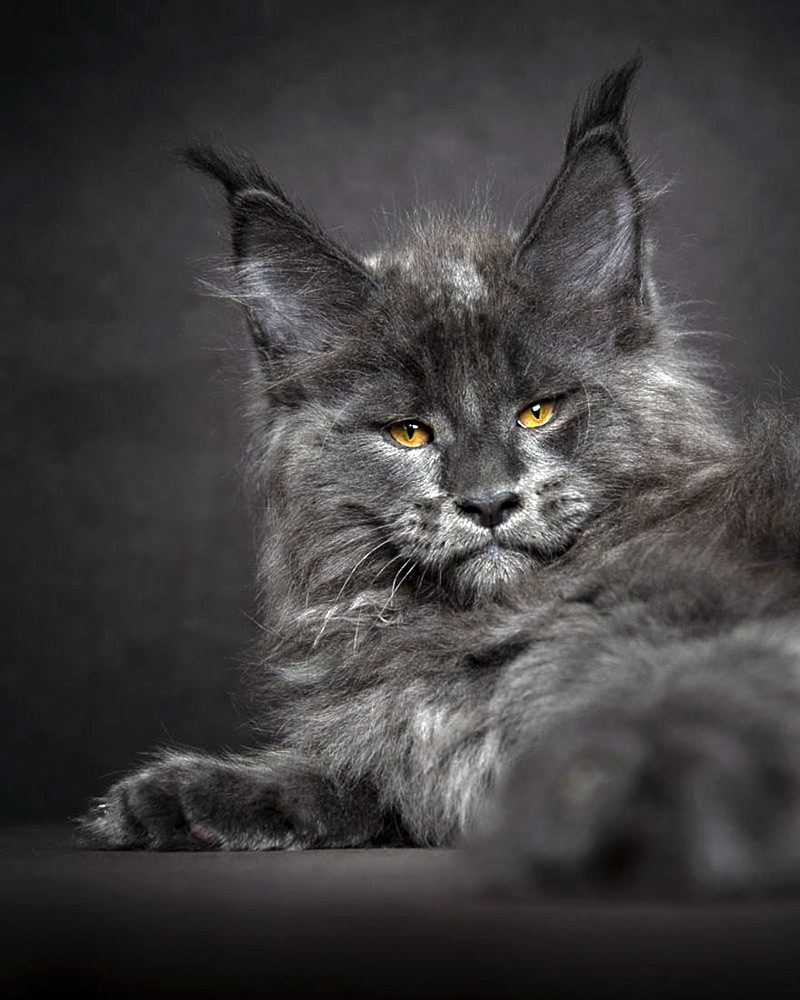 Strikingly Beautiful Portraits of Cats Kings - Maine Coons