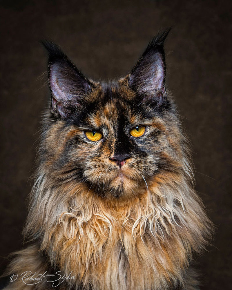 Strikingly Beautiful Portraits of Cats Kings - Maine Coons