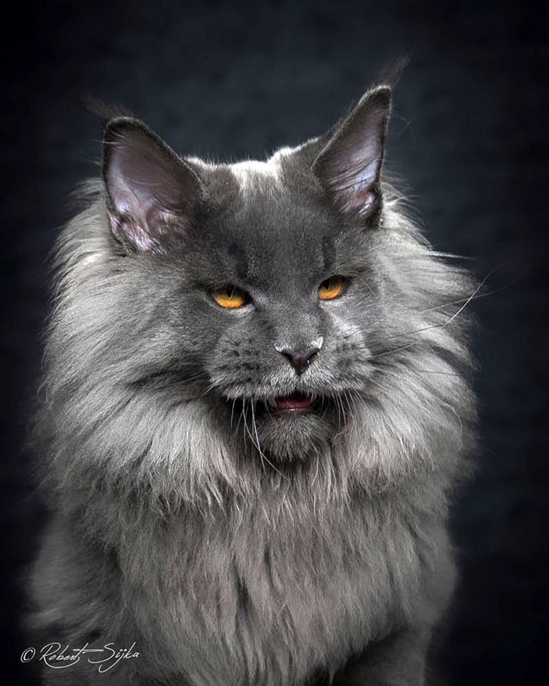 Strikingly Beautiful Portraits of Cats Kings - Maine Coons