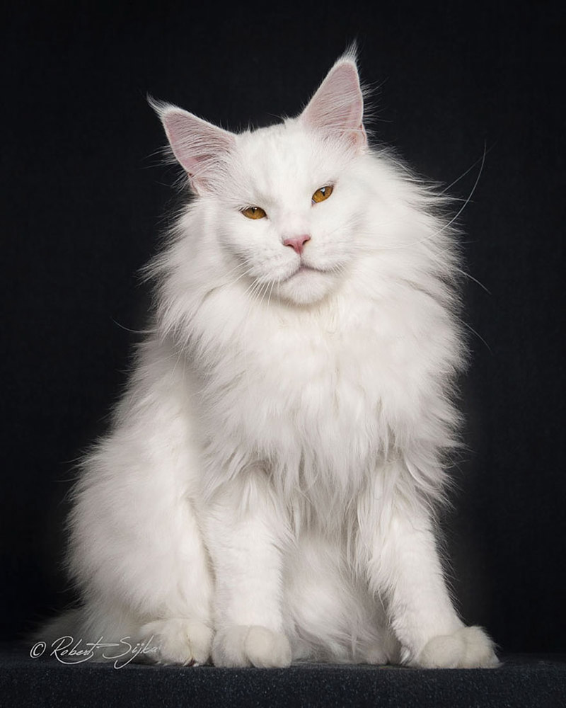 Strikingly Beautiful Portraits of Cats Kings - Maine Coons