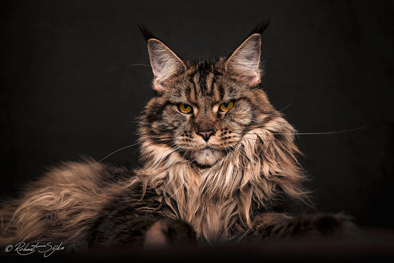 Strikingly Beautiful Portraits of Cats Kings - Maine Coons