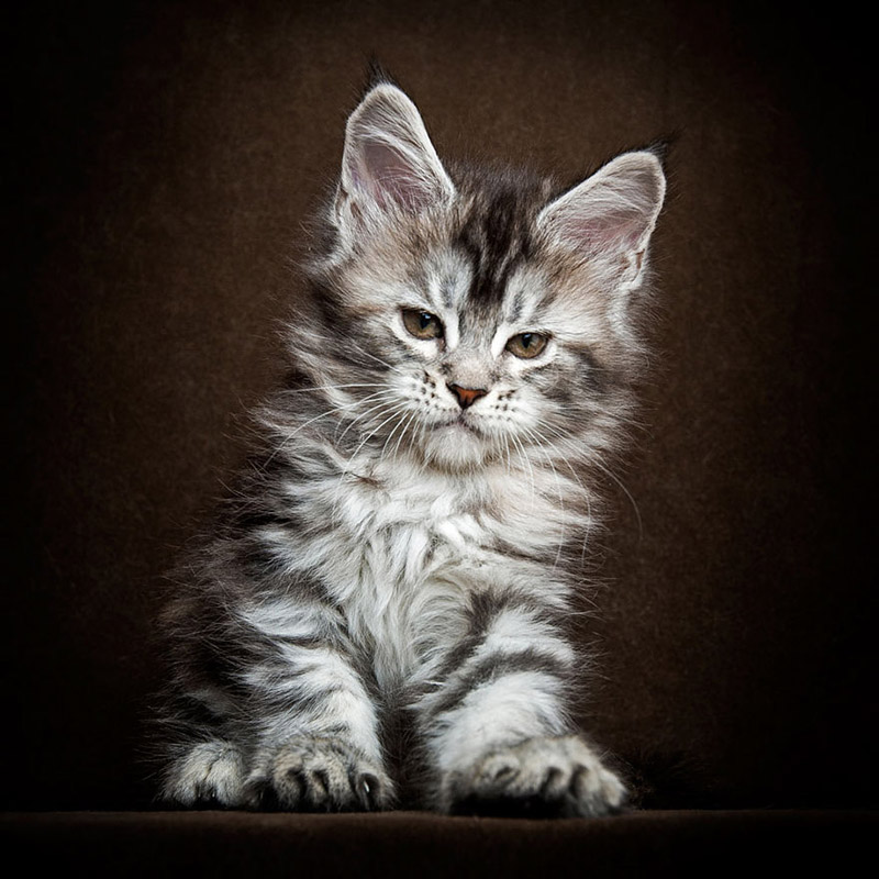 Strikingly Beautiful Portraits of Cats Kings - Maine Coons