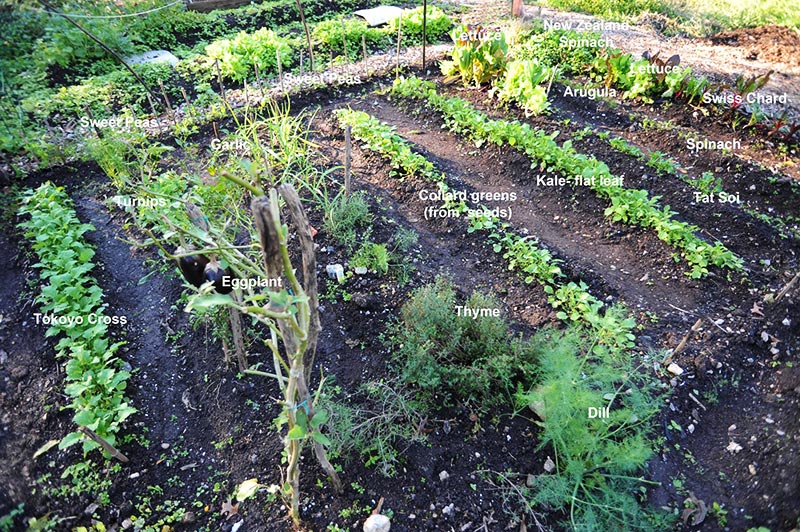 What to do in the Kitchen Garden in October