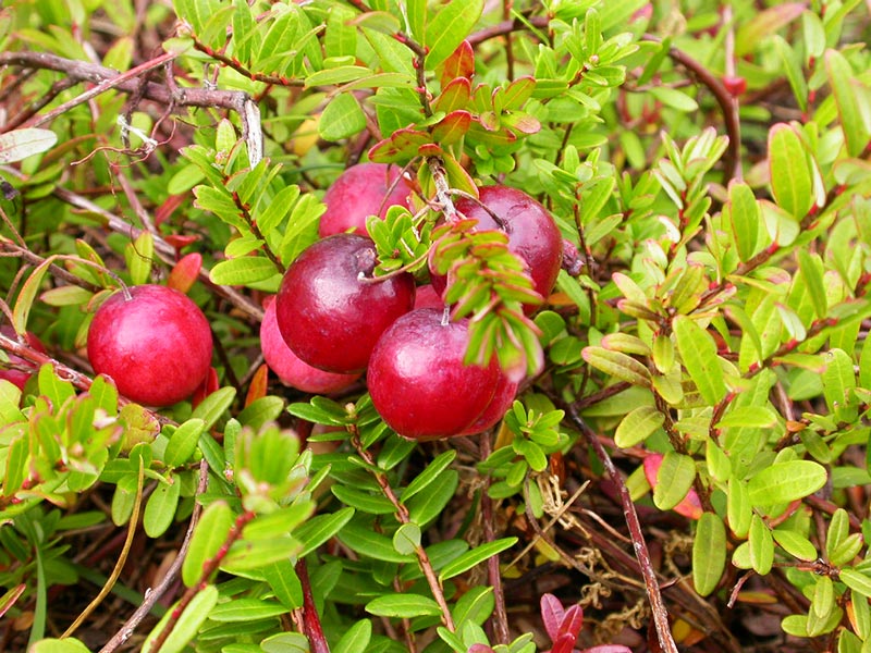 Why Cranberries Are So Good for Your Health