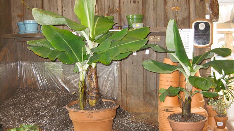 How To Grow Banana Trees In Pots