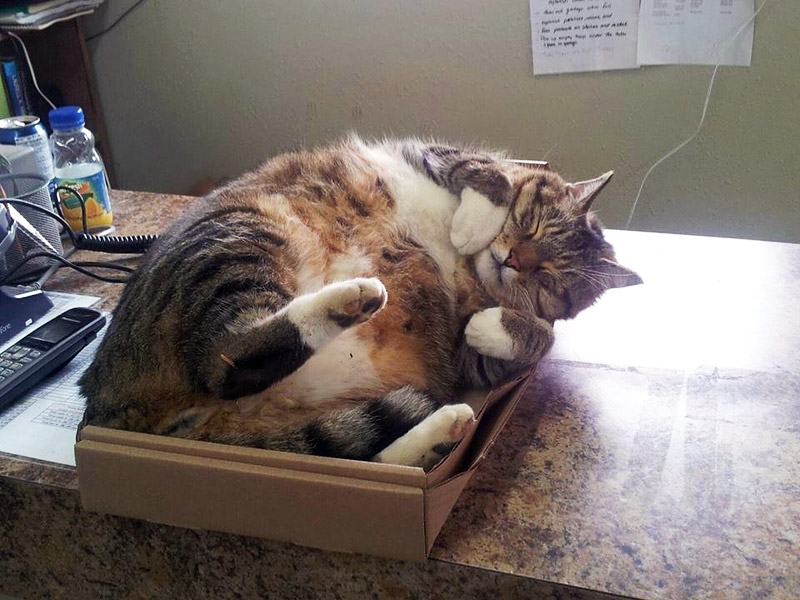 What's Up With That: Why do Cats Love Boxes so Much? 