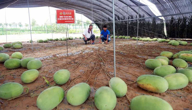 Guinness World Record: Watermelon Plant Yields 131 Fruit 