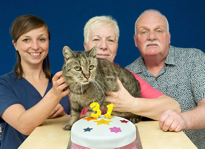 Nutmeg is the Oldest Living Cat in the World at 31