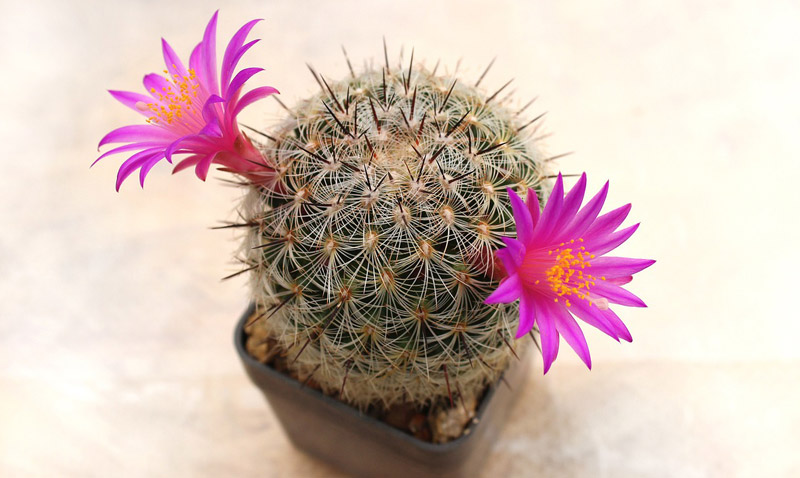 How to Keep Your Indoor Cacti Thriving