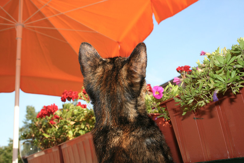 5 Common Cat Behavior Myths Debunked