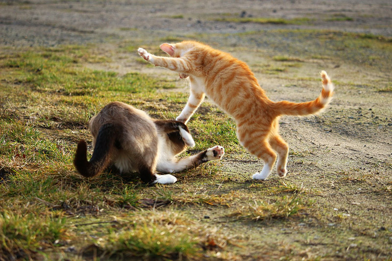 5 Common Cat Behavior Myths Debunked