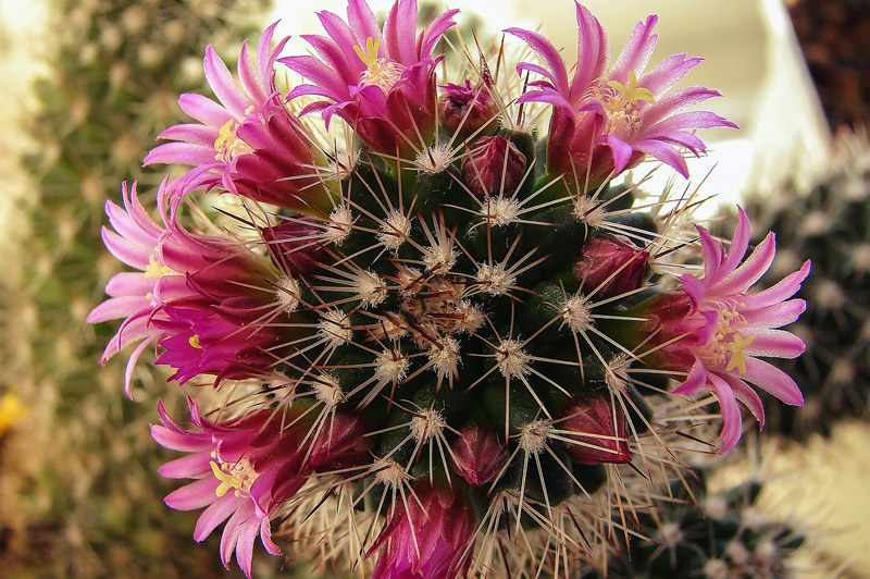 How to Keep Your Indoor Cacti Thriving